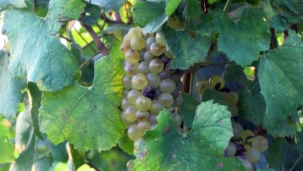 Les vendanges ont débuté partout dans le département