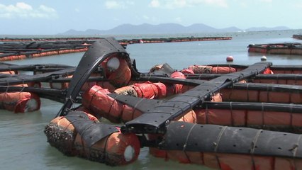 가두리양식장 '박살'...추석 앞두고 낙과 피해까지 / YTN