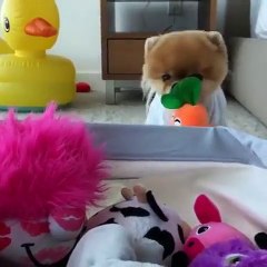 my dog likes to collects toys in the room