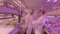 'LettUs Grow': Geniale Methode lässt Pflanzen ohne Boden wachsen
