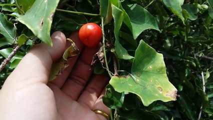 Cây sơri lùn tha hồ dùng tay hái trái