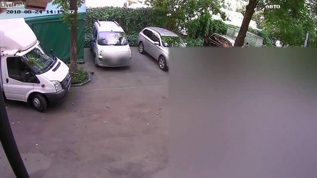 Ce rat attrape un pigeon marchant au sol !