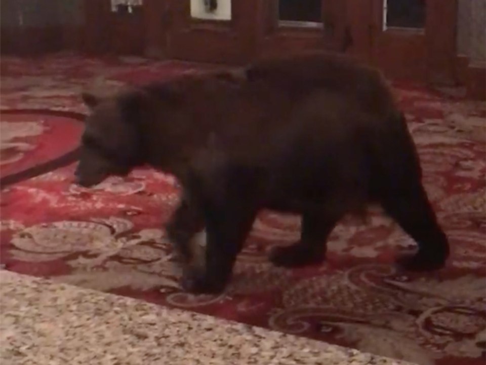 Un ours entre l'air de rien dans un hôtel dans le Colorado
