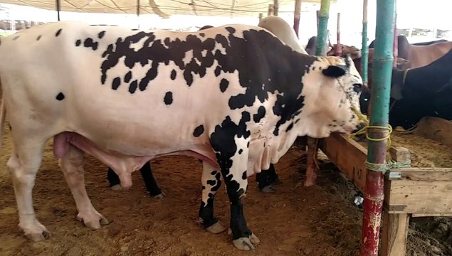 OMG Huge Australian cow in mandi 2018 (must see it) by {Techy Bhaj}