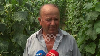 Ora News - Fermerët hedhin produktet: Na janë shkaktuar me miliona lekë dëme