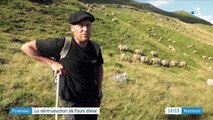 Pyrénées : la réintroduction de l'ours divise