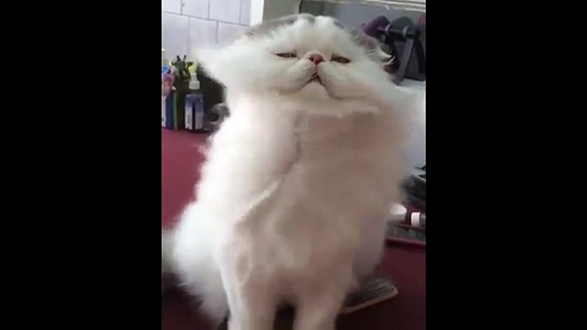 Un Chat Se Fait Secher Les Poils Avec Un Seche Cheveux Qtbbzvah