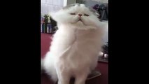 Un chat se fait sécher les poils avec un sèche-cheveux