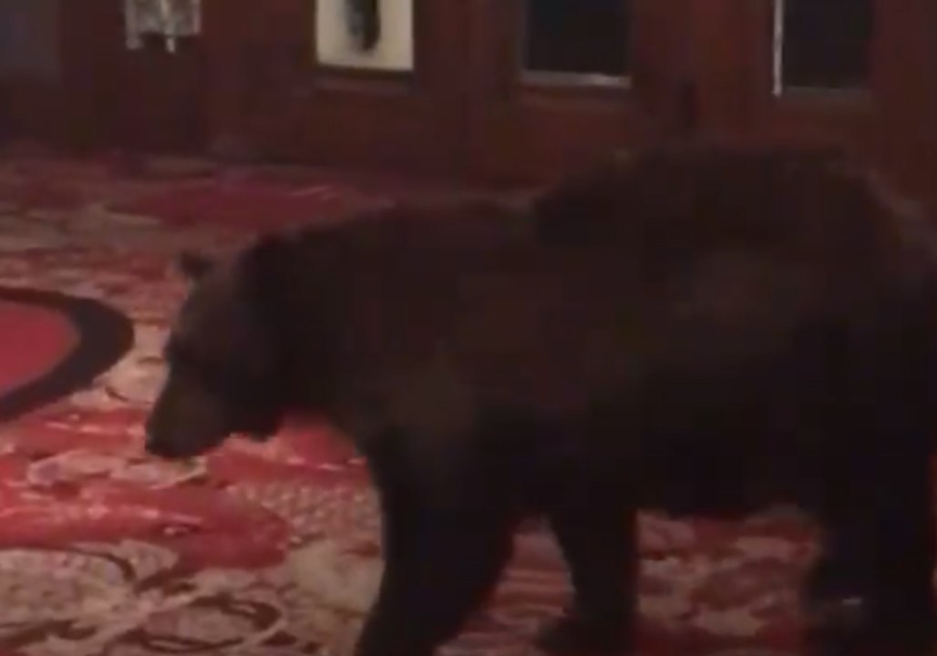 Unexpected Guest Spooks Staff at Hotel That Inspired The Shining