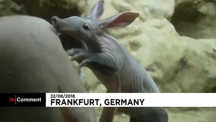 "Memphis" lässt die Sau raus