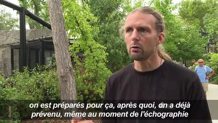 Lenca et Aloha, bébés jaguars nés au parc zoologique de Paris