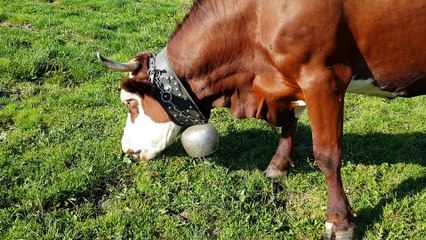 Les vaches aux glières dernier jour