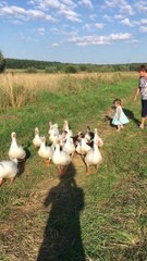 Little Girl Herds Geese