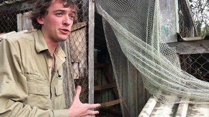 Enormous Eastern Brown Snake Retrieved From Rat Hole