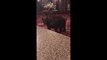 Un ours curieux rentre dans un hotel