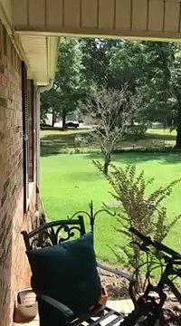 Ce chien aura peur des biches pour le restant de ses jours