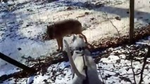 Ce chien fait face à des loups... même pas peur
