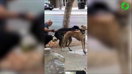 Lui il est vraiment très propre quand il promène ses chiens