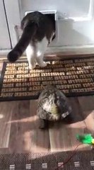 Cette tortue suit son ami le chat et sort par la chatière... Adorable