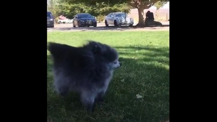 Tiny, elderly Pomeranian braces for heavy winds