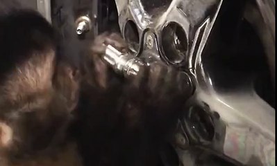 Majmuni i pasionuar pas makinave ndihmon pronarin e tij në rregullimin e makinës