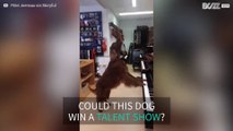 Talented dog plays the piano and sings