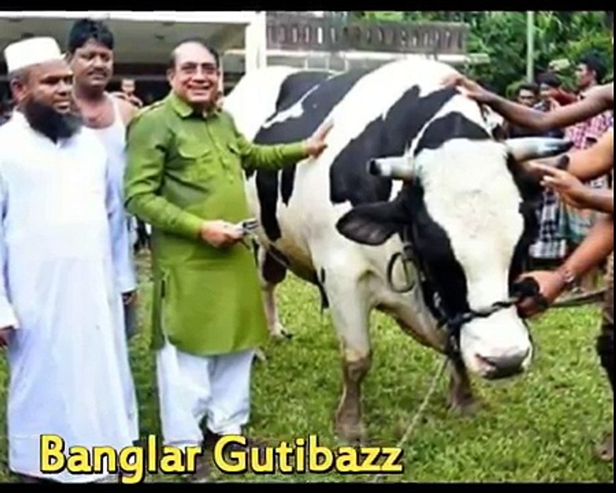 ঈদের দ্বিতীয় দিন সুনামগঞ্জে কুরবানি হলো ‘রাজাবাবু’ গরু!! কত টাকায় যে শিল্পপতি কিনলেন জানুন কে সে !!