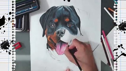 Dibujando a Karim mi perro Rottweiler  HaroldArtist