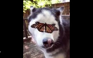 dog's cute reaction to butterfly