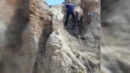 Ağrı Afad'tan Filmleri Aratmayan Kurtarma Operasyonu... 2 Keçi 4 Saatte Kurtarıldı