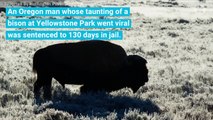 Oregon Man Taunted Bison Gets Sentence