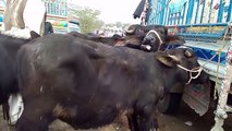 Kattay palna in Urdu Hindi  Buffalo calves farming  Sasta tareqa kattay vachay ke farming ka