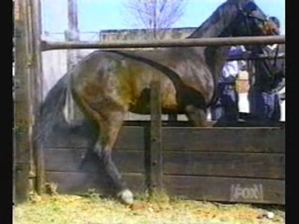 Un cheval énervé , drôle