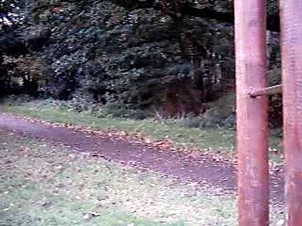 Dog chase