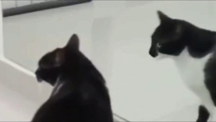 What's wrong with this cat?