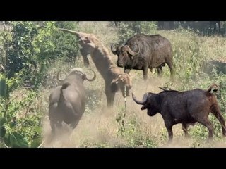 The Buffalo Is Keep Fighting Until The Lion Hook Up Through The Air