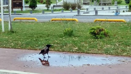 Karganın şaşırtan zekası