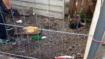 Tiercelet : opération coup de poing pour sauver des animaux maltraités