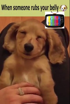 When someone rubs your belly, dog belly
