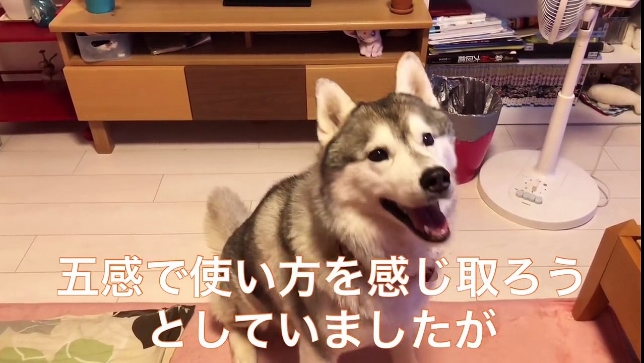 ハイテク三脚を手に入れた飼い主に付き合わされるシベリアンハスキー