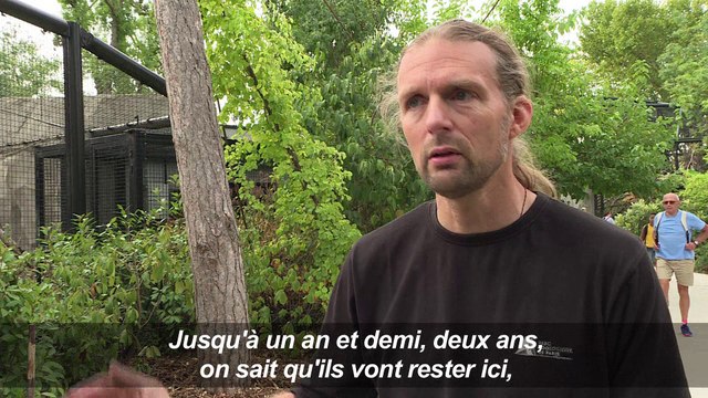 Des bébés jaguars sont nés au zoo de Paris