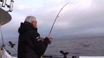 Fisch und Fang - Köhler an der Ostsee