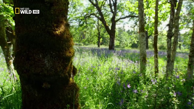 Vad Kanada 2 Vad nyugat