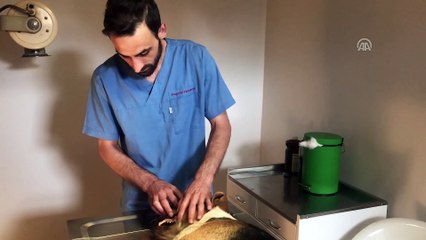 Yaralı köpek için tırı siper etti - KOCAELİ