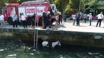 Atıyla birlikte denize düştü