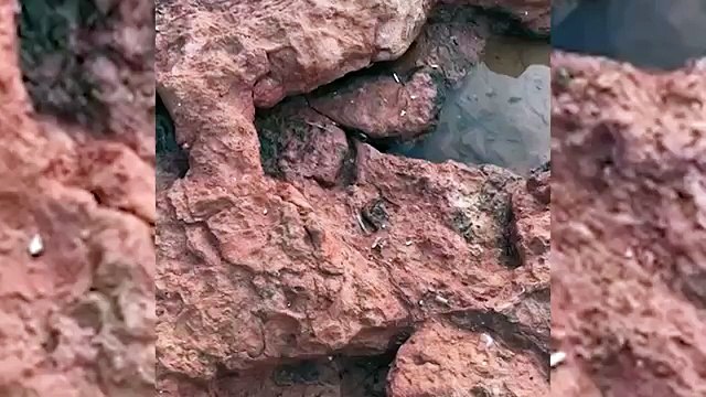 Ce crabe est un gros dur et il deteste les touristes