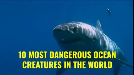 10 MOST DANGEROUS OCEAN CREATURES IN THE WORLD