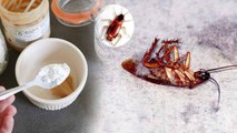 Cockroach: Home Remedies to get rid of Pest | जानें कॉकरोच भगाने के आसान घरेलू टिप्स | Boldsky