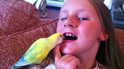 Ultimate Smart Animal Trick Compilation | Funny Pet Videos!