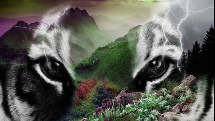 Apex predators in the world (Animals)